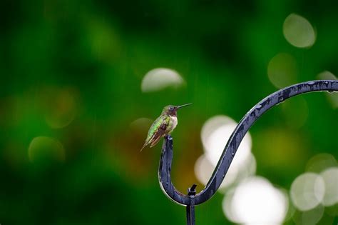 Forgiving-Ho’oponopono Self Love and Healing Conscious Connection ...