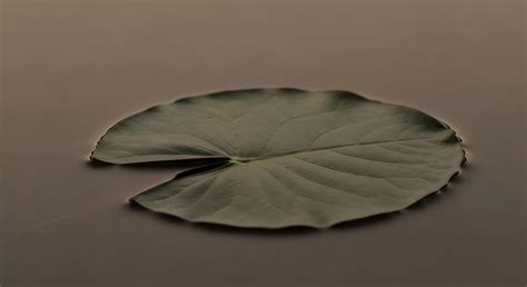 What Are the Impacts of Plastic-Related Toxicity on Marine Biodiversity ...