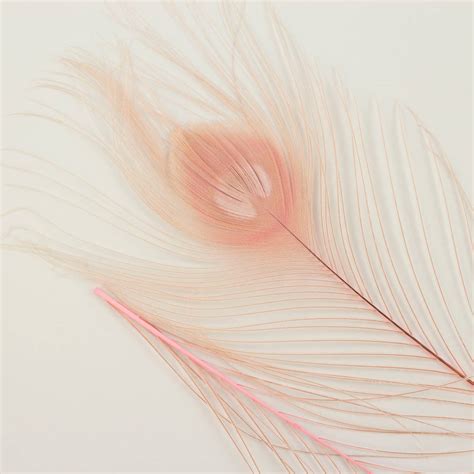 Wholesale Peacock Feathers | 8-15" Tail Eyes | Candy Pink | 25pc for ...
