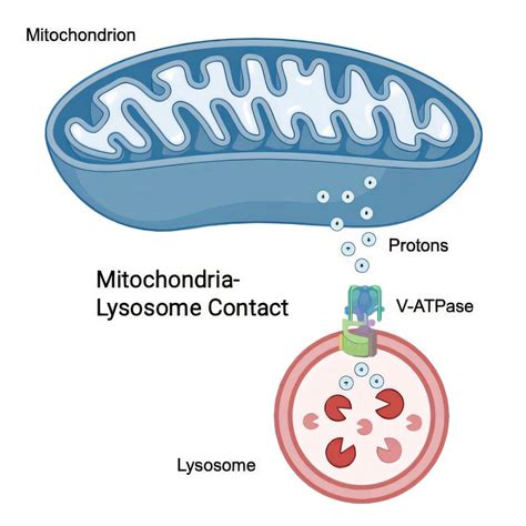 Mitochondria and lysosomes team up for cell health