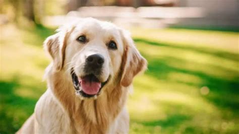 Top dog breeds that are perfect for kids