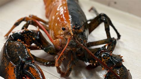See rare split-color lobster found on Cape Cod