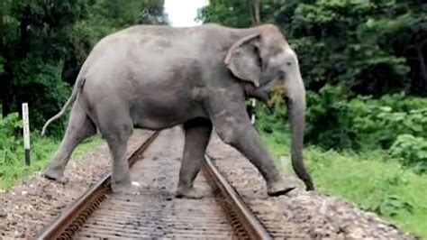 AI-powered 'electronic shield' deployed to safeguard elephants on ...