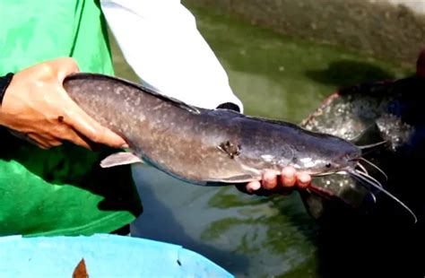 5 Penyakit Ikan Lele Penyebab Gagal Panen, Peternak Pemula Wajib ...