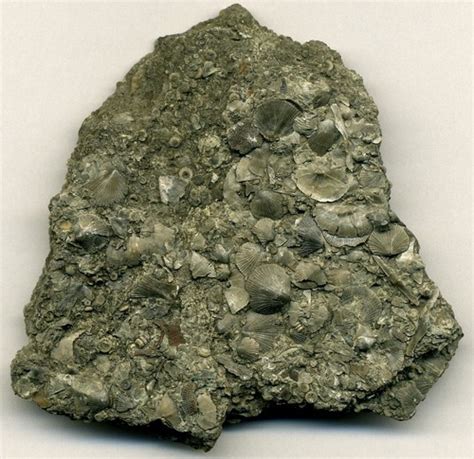 sedimentary rocks Flashcards | Quizlet
