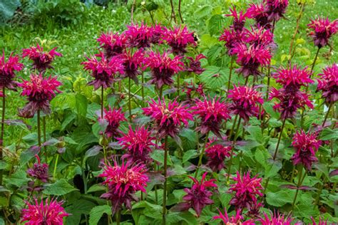 Top 5 Perennial Plants for a Pollinator-Friendly Landscape