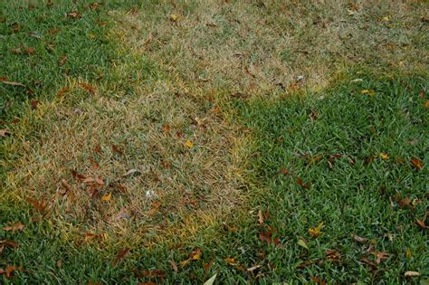 Organic Disease Control Is About Balance — The Dirt Doctor