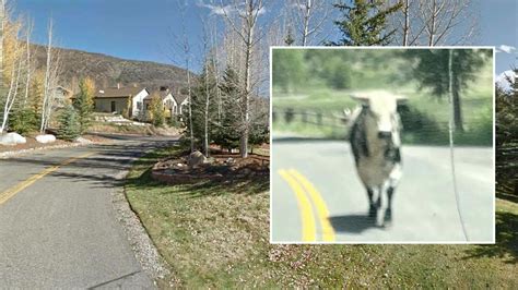 Escaped Colorado Rodeo Bull Finally Caught After 5 Days Of Freedom ...