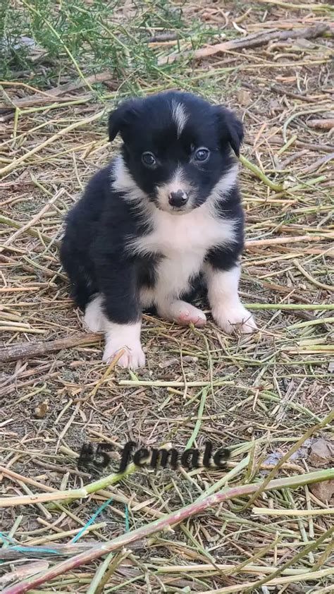 Purebred Border Collie Puppies | Dogs & Puppies for Rehoming | Calgary ...