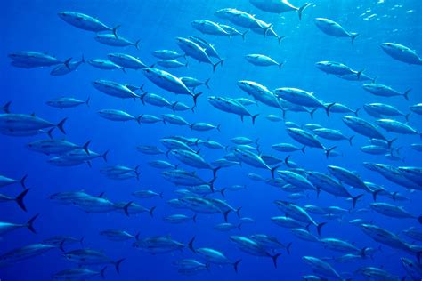 Ocean Week Summit: The threats putting Europe’s marine ecosystems at risk
