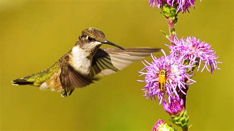 Hummingbirds in Georgia for 2026 migration. Where are they?