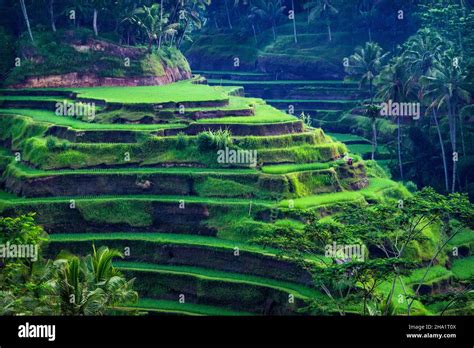 Beautiful rice fields background hi-res stock photography and images ...