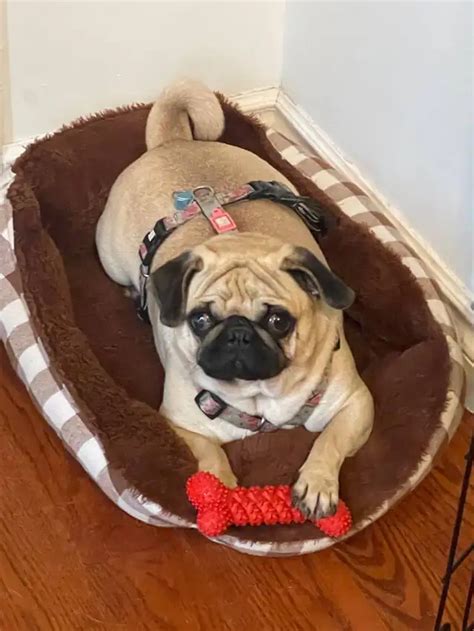 Pug and Irish Sheep Dog Available | Dogs & Puppies for Rehoming ...