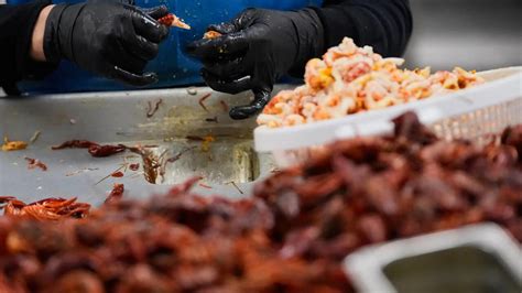 Louisiana's crawfish industry faces labor shortage amid immigration ...