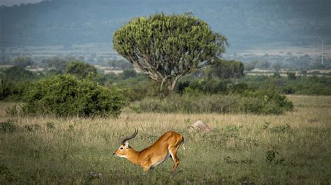 Uganda reports gains in key wildlife populations amid rising pressures - CGTN