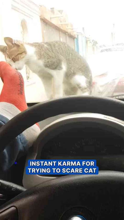Man’s attempt to scare cat backfires instantly