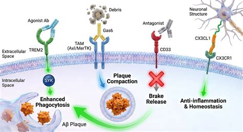 Frontiers | Targeting microglia-mediated neuroinflammation in Alzheimer ...