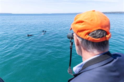 Jervis Bay Day Trip: Dolphin Cruise, Berry Donuts & Kiama Blowhole ...