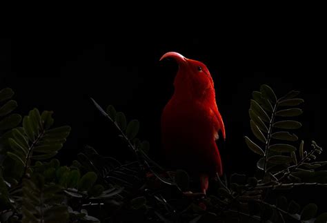Bird Photographer of the Year: Check out the winning photos - BBC Newsround