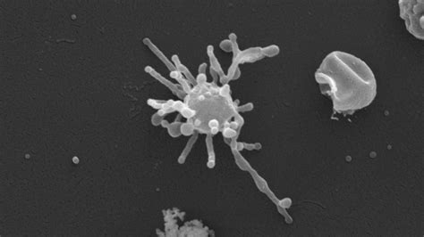 Ancient 'Asgard' microbe may have used oxygen long before it was ...