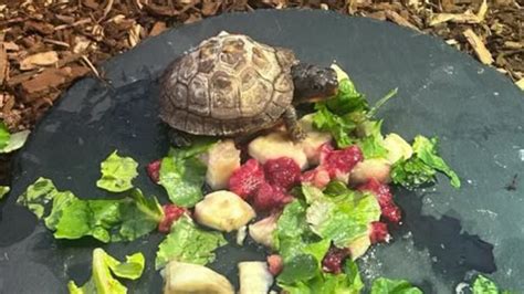 Baby box turtle missing, believed taken from SC nature preserve, staff says