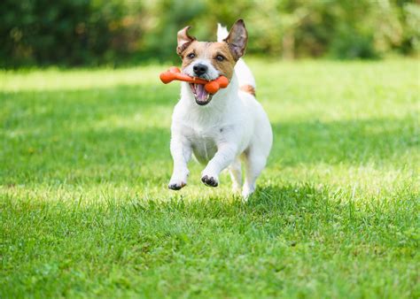 What Causes Sudden Behavior Changes in Dogs?