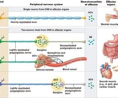 Ch. 14 Autonomic nervous system Flashcards | Quizlet