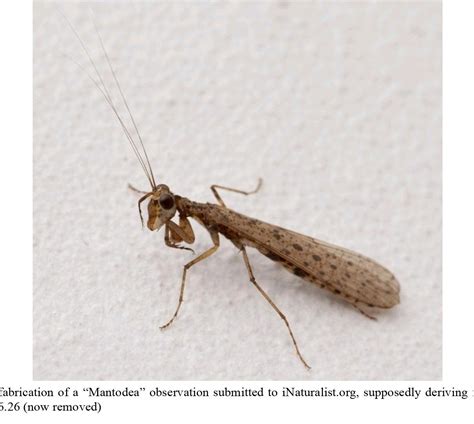 TIL that INaturalist, the citizen science app where you share observations of plants and animals ...