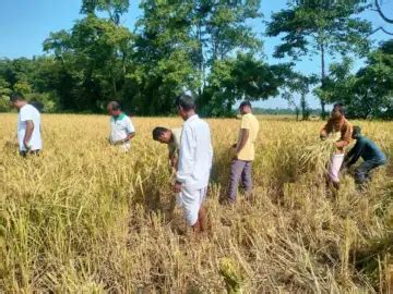 40 Farmers Transform 100 Bighas into Assam's Aromatic Rice Success ...