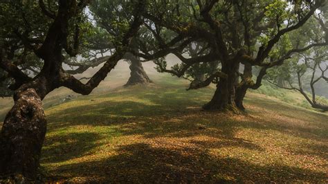 È questa la foresta più misteriosa?