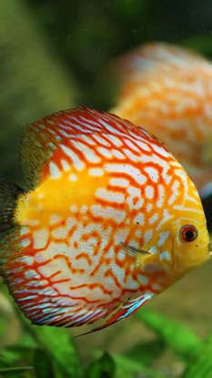 8 beautiful aquarium fish NOT for beginners