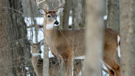 Deer muzzleloader season 2024: See the best Ohio counties for hunting