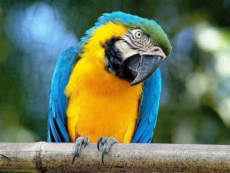 Visita guiada al Coliseo, Foro Romano y Palatino + tarde romántica en ...