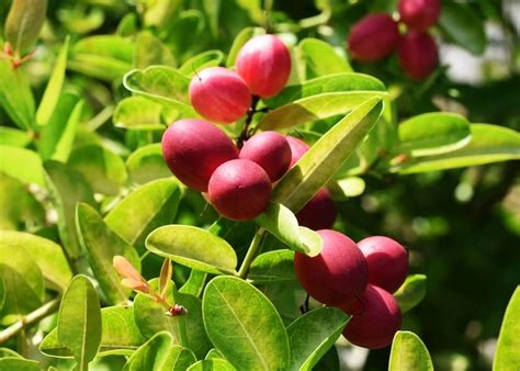 Fruit: తినప్పుడు పుల్లగా ఉంటుంది.. అరగంట తర్వాత ఏదీ తిన్నా తీపిగా ...