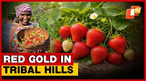 Strawberry Farming Brings New Hope To Odisha’s Tribal Farmers