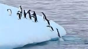 Penguin iceberg party