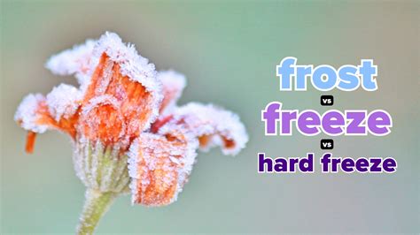 What is the difference between a regular freeze and a hard freeze ...