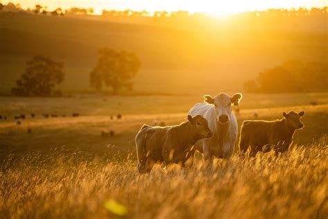 Not all ruminants show clinical signs of the bluetongue virus - South East Farmer