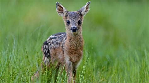 Naturphänomen bei Hannover: Über diese Rehe rätseln Experten bis heute