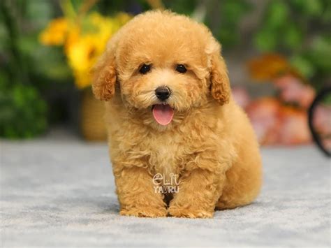 Maltipoo (Teacup Maltipoo) Köpek Irkı Özellikleri - Elit Yavru