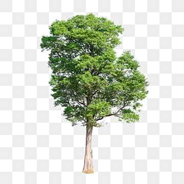 Gambar Direktori Big Tree Png, Vektor, PSD, dan Clipart Dengan ...