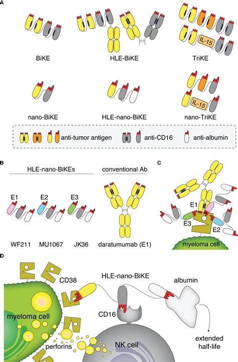 Frontiers | Half-Life Extended Nanobody-Based CD38-Specific Bispecific ...