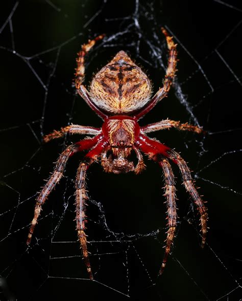 The World Wide Web of Spiders | Golden Huntsman spider seen this night ...