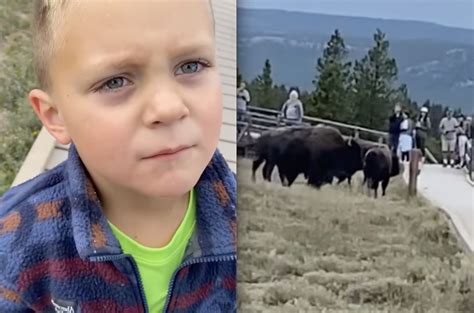 7-Year-Old Perfectly Articulates Why Yellowstone Tourists Get Too Close To Bison - Unofficial ...