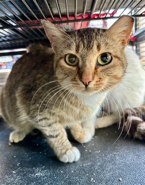 Pendleton Animal Welfare Shelter (PAWS) / Pioneer Humane Society added ...