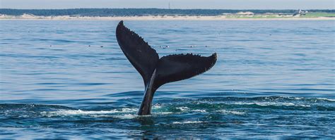 Finest Whale Watching on Cape Cod - Hyannis Whale Watcher