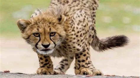 నీటి కొరత... రాయలసీమలో చిరుతల సంచారం.. వీధికుక్కలు చిరుతను చంపేశాయ్ ...