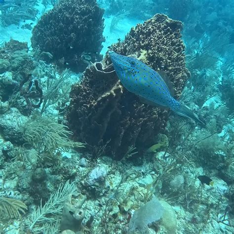 BANANARAMA DIVE & BEACH RESORT - Updated 2026 Prices & Reviews (Roatan ...