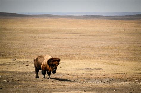 Strange Biology — nabsthevulture: Jacked up teeth on Wyoming X1....