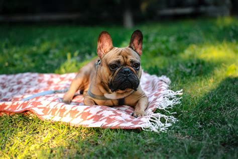 I’m a vet — I’d never recommend the UK’s favourite dog breeds for first ...